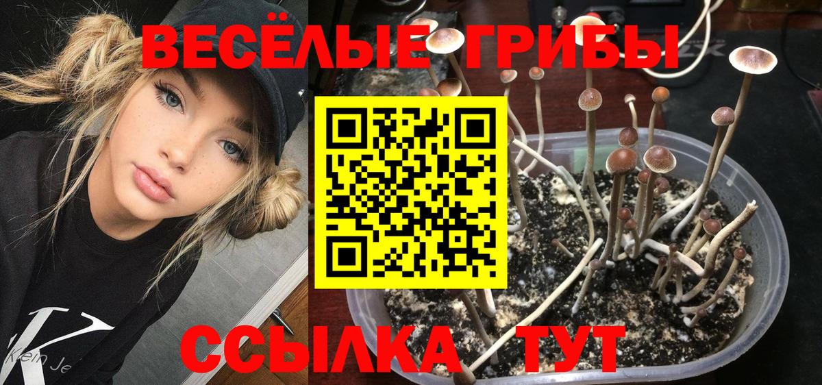 Псилоцибиновые грибы прущие грибы Минеральные Воды